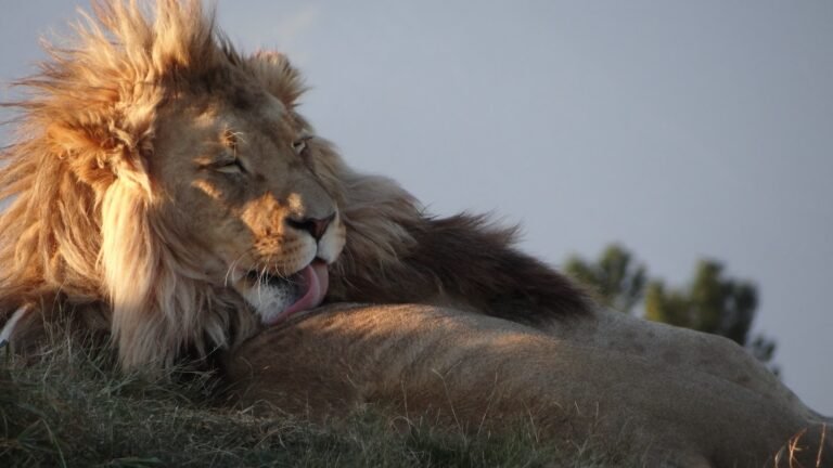 Idea for Winning at Roblox Games Idea for Winning at Roblox Games