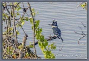 Winning Your First Fall Guys