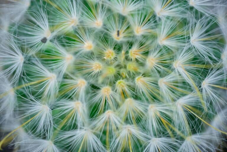 Getting No Face in Roblox: A How-To Guide Getting No Face in Roblox: A How-To Guide