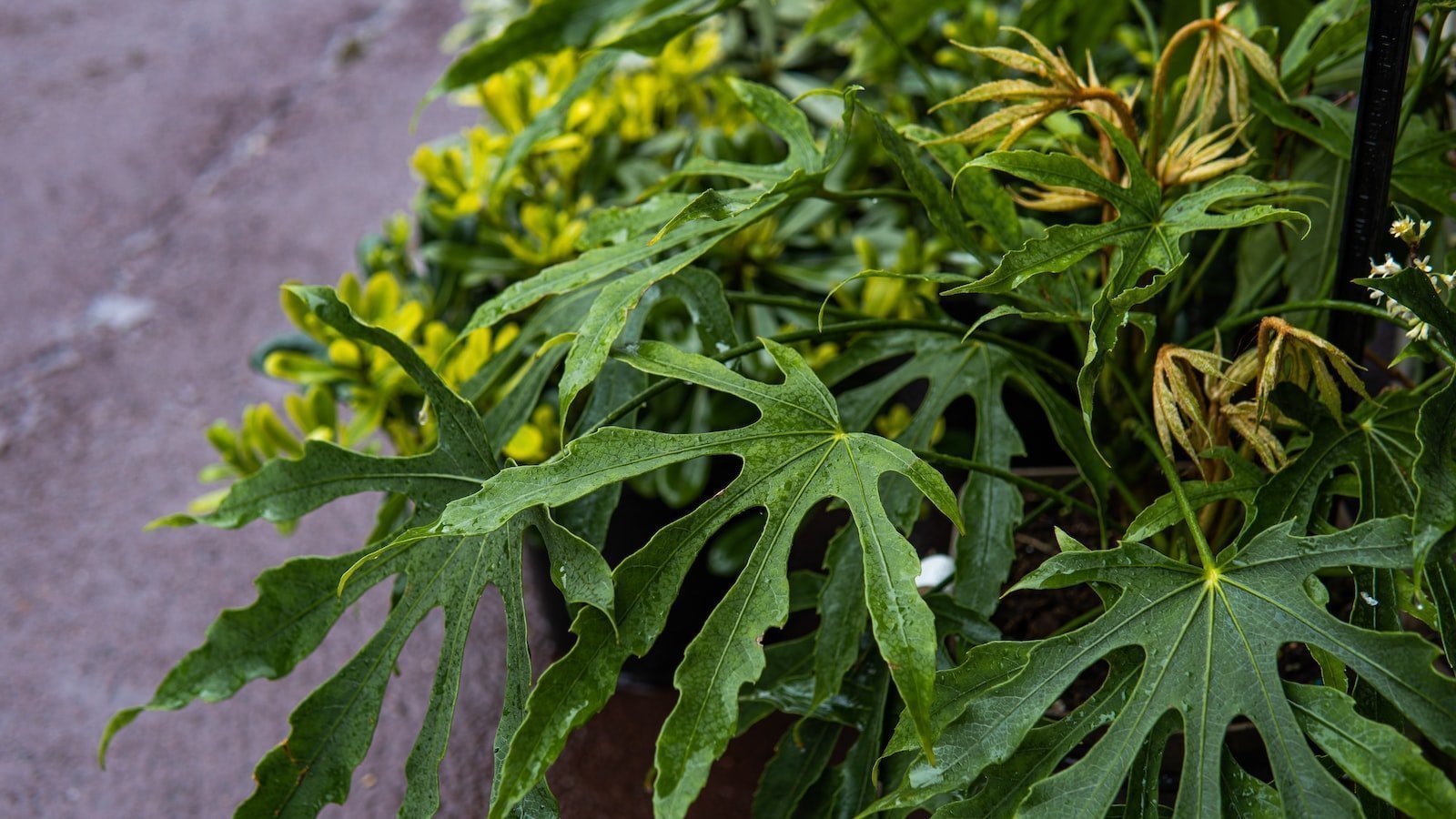 Whispering in Minecraft: A Step-by-Step Guide