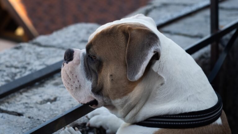 How to Survive and Thrive in State of Survival: Tips and Tricks for Beginners