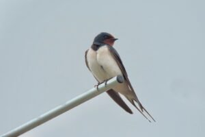 Does the PS5 Have Roblox?