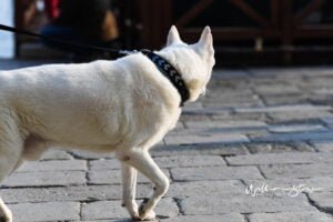 Checking Out Los Santos: A Tour of Grand Theft Auto V’s Vibrant Cityscape