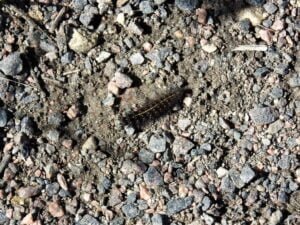 Checking Out Admiral GTA Vice City