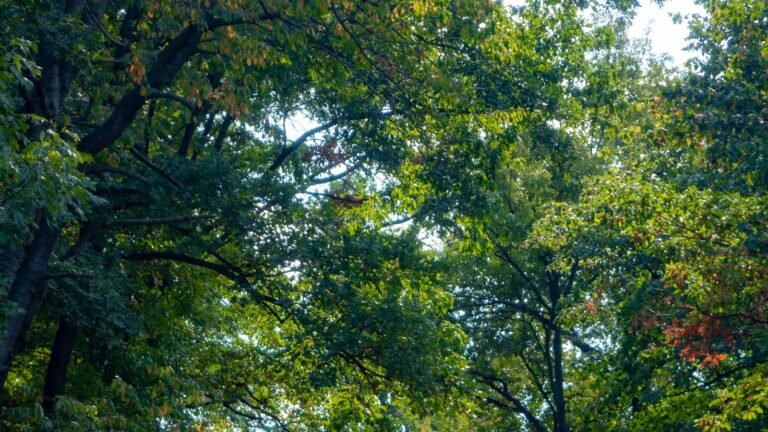 Tips for Winning a GTA V Blitz Play Round Tips for Winning a GTA V Blitz Play Round