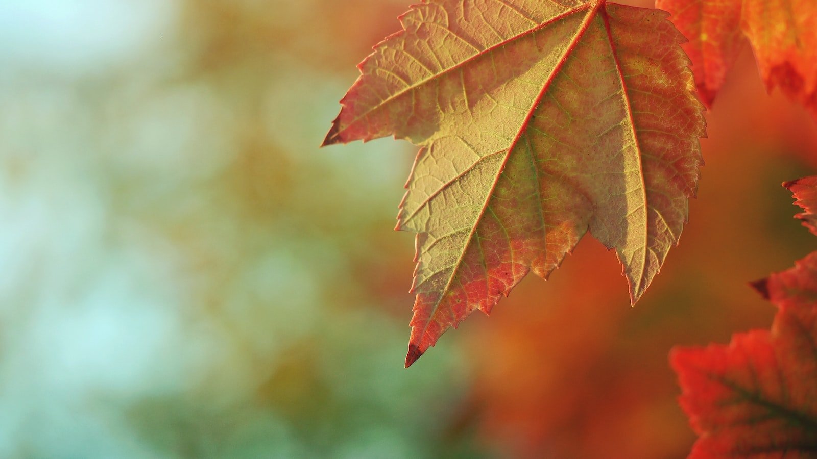 Tips for Dominating the Fall Guys Stadiums