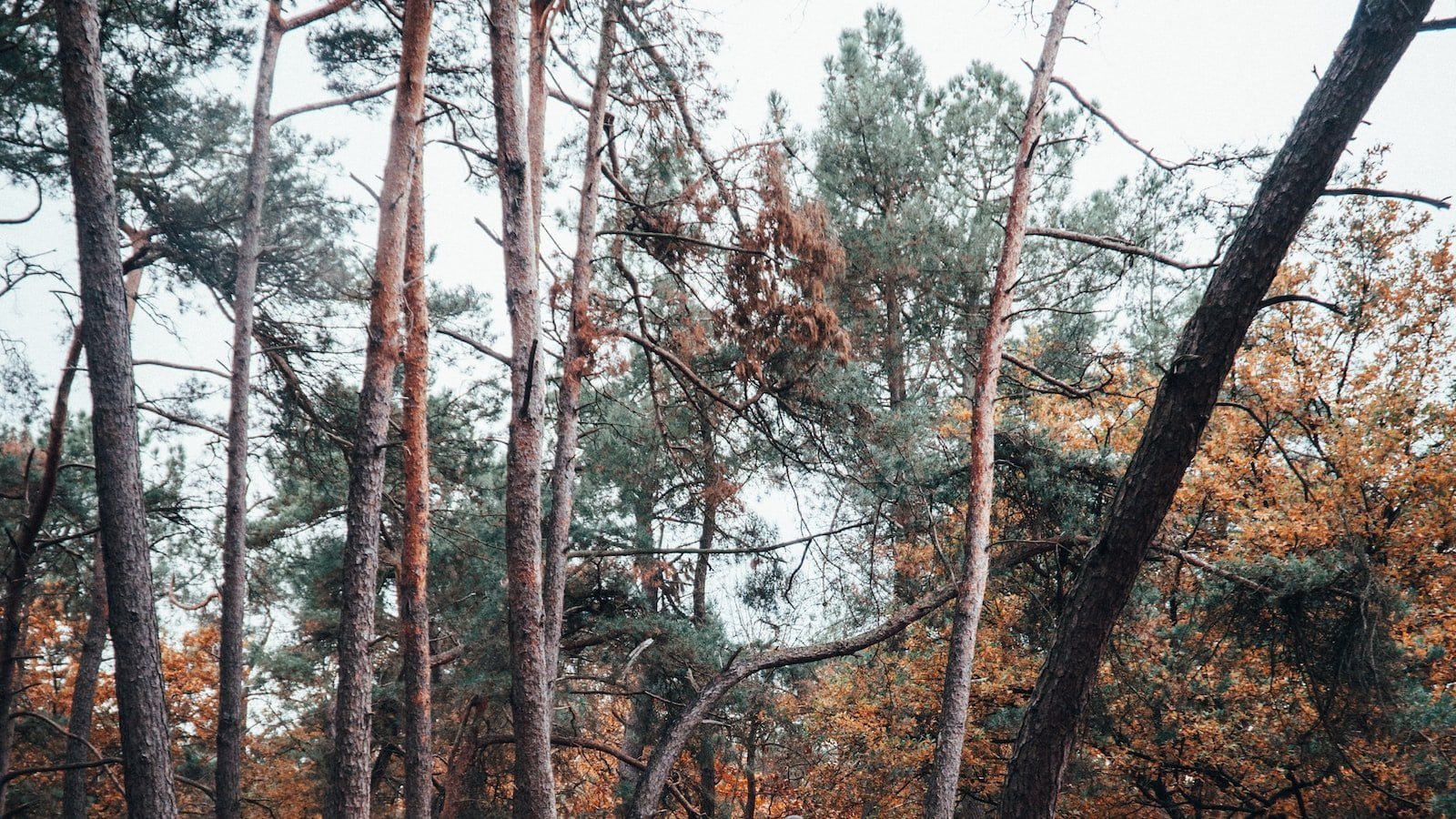 Tips for Dominating at Fall Guys: The Ultimate Battle Royale! Tips for Dominating at Fall Guys: The Ultimate Battle Royale!